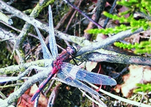 leucorrhinia_ rubicunda_m_tl.jpg